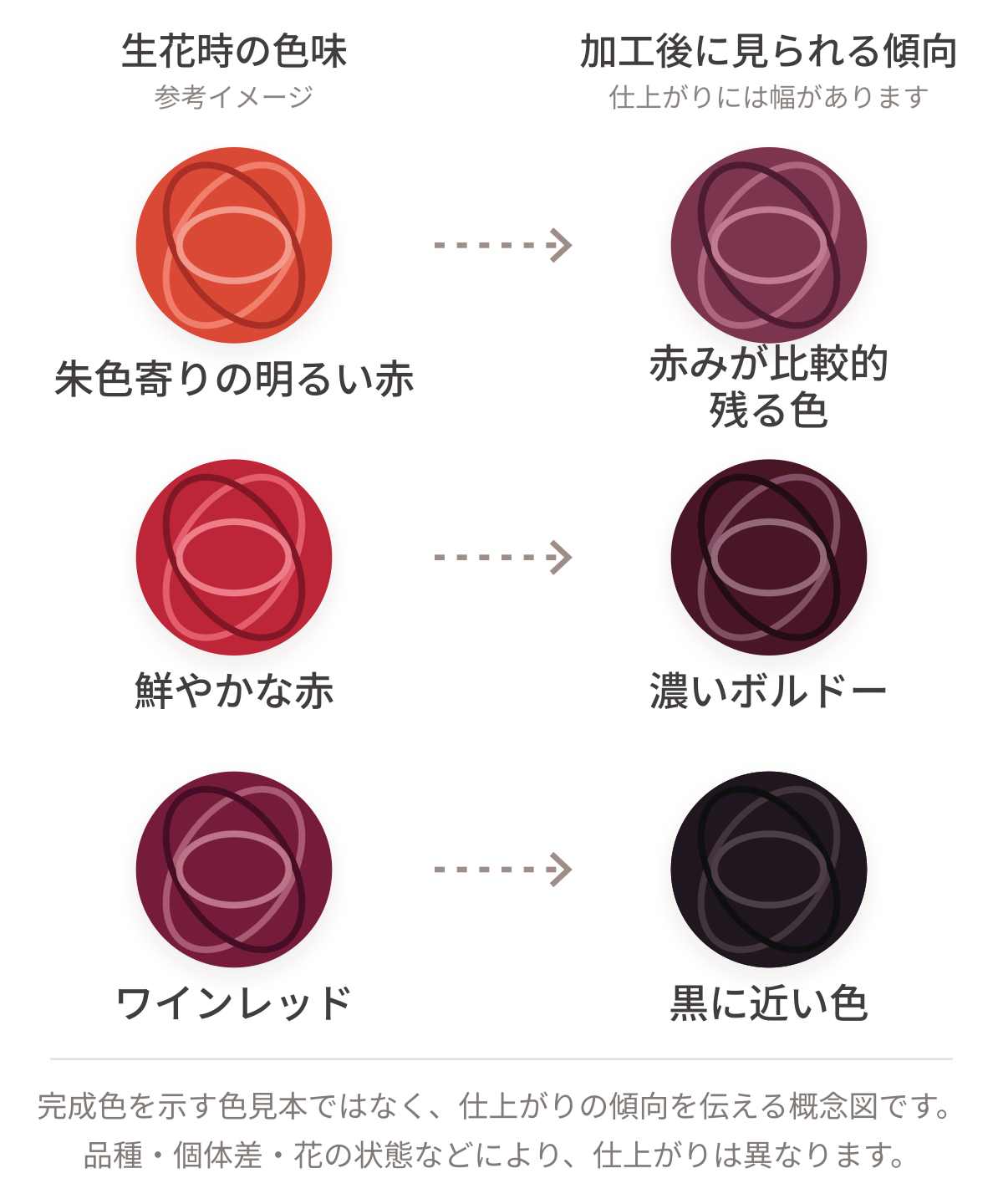 比較的赤みが残った加工例から特に赤い1輪を拡大した赤バラ