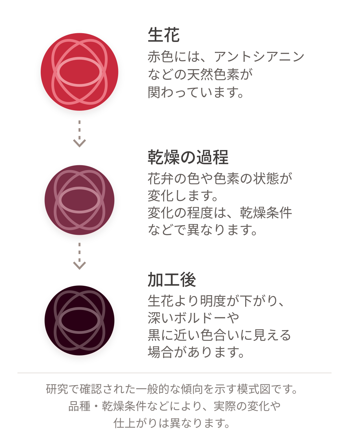 赤バラの色が生花、乾燥の過程、加工後へ変化する一般的な傾向を読みやすく示した改訂版模式図